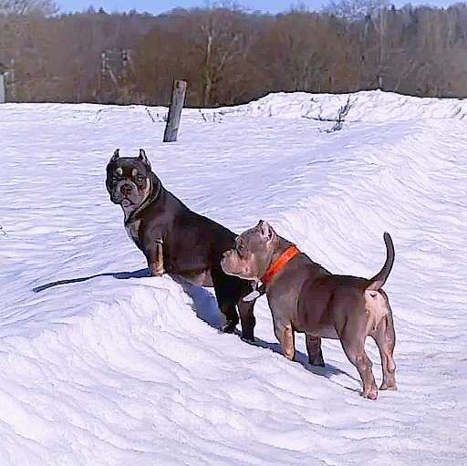 Собаки в Люберцах: Девочка- булли Девочка, 80 000 руб. - фото 2