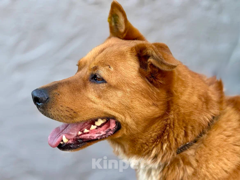 Собаки в Балашихе: Рыжее Счастье в добрые руки Мальчик, Бесплатно - фото 2