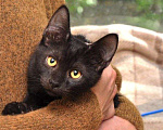 Кошки в Москве: Черный молодой особенный котик Мальчик, Бесплатно - фото 1
