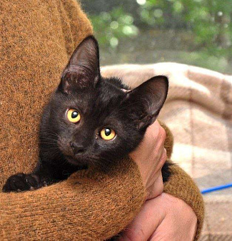 Черный молодой особенный котик