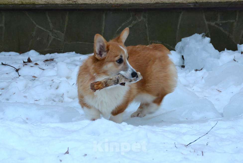 Собаки в Москве: Альмаре Феа Баркарола Девочка, 60 000 руб. - фото 7