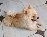 Собаки в Тамбове: Подобрали на улице, хозяева не нашлись Мальчик, Бесплатно - фото 2