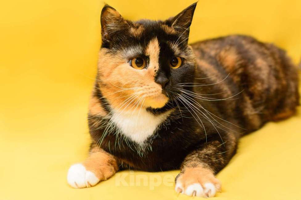 Кошки в Москве: Трехцветная кошка химера необычного окраса Джульетта в дар Девочка, 1 руб. - фото 3