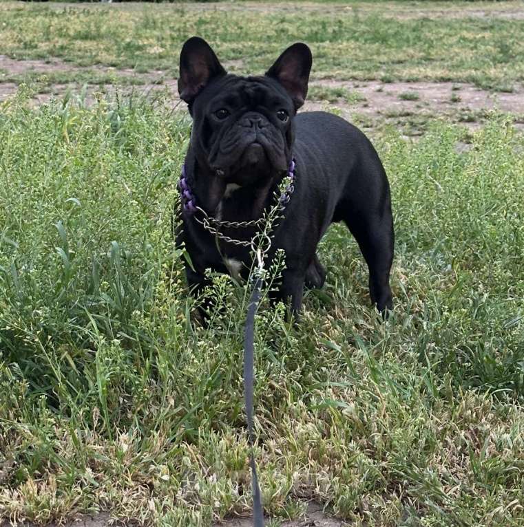 Собаки в Краснодаре: Вязка Тайсон  Мальчик, Бесплатно - фото 9