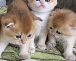 Кошки в Сочи: Шотландские вислоухие котята Разнополые, Бесплатно - фото 8
