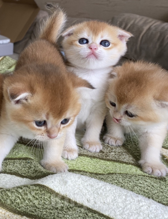 Кошки в Сочи: Шотландские вислоухие котята Разнополые, Бесплатно - фото 8