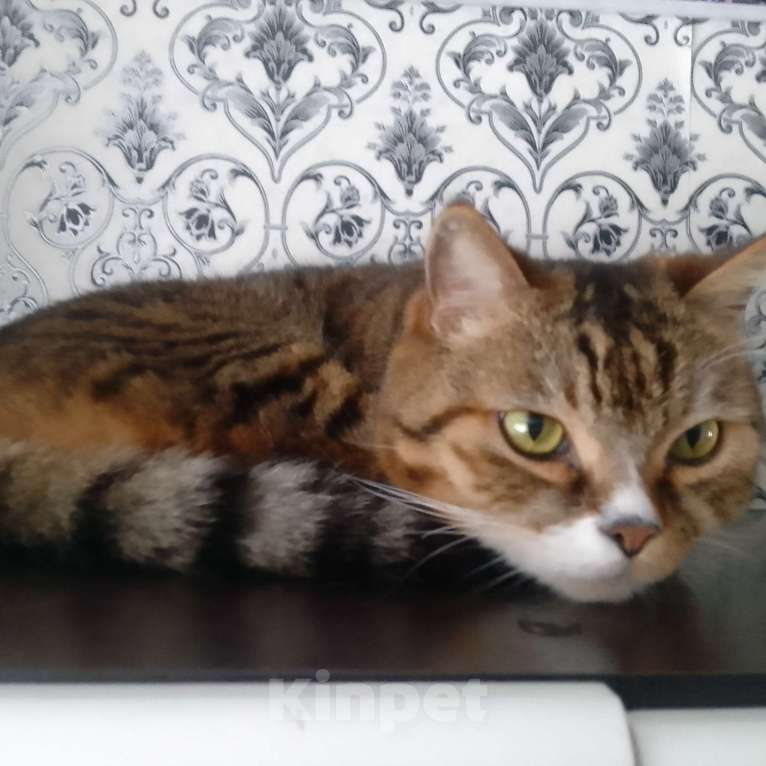 Кошки в Комсомольске-На-Амуре: Кот в добрые руки Мальчик, Бесплатно - фото 2