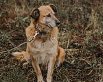 Собаки в Москве: Ульяна Девочка, Бесплатно - фото 3
