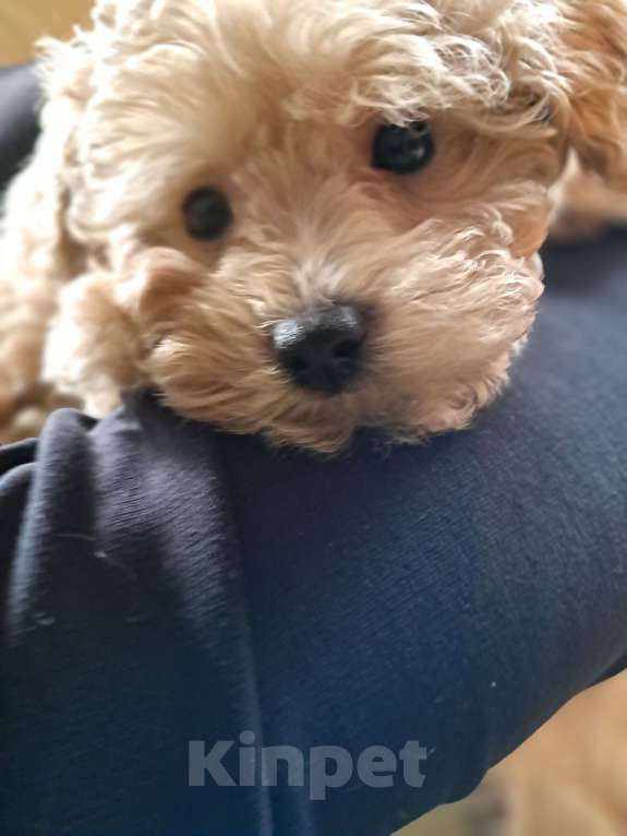 Собаки в Сочи: Щенки Примиум класса Мальчик, 150 000 руб. - фото 4