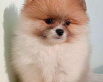 Собаки в Москве: Померанский шпиц, мини девочка Девочка, 25 000 руб. - фото 5