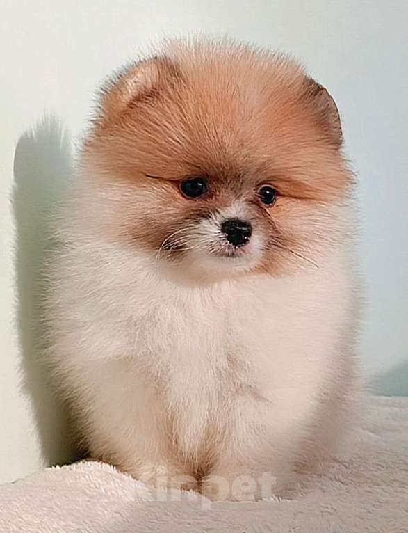 Собаки в Москве: Померанский шпиц, мини девочка Девочка, 25 000 руб. - фото 5