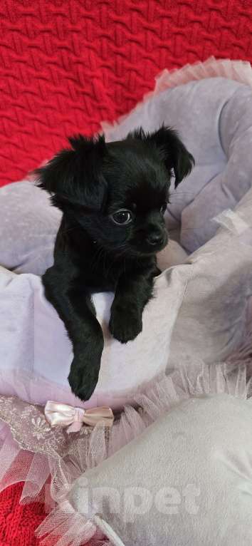 Собаки в Кемерово: Щенок чихуахуа Девочка, 50 000 руб. - фото 3