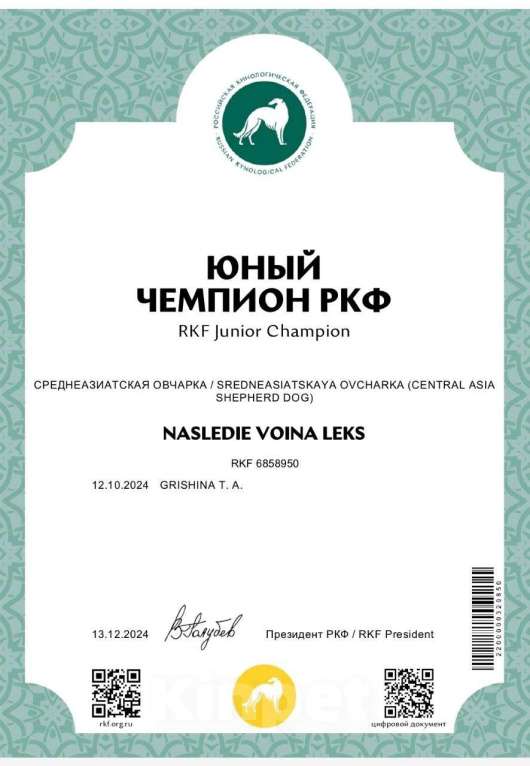 Собаки в Краснодаре: Кобель САО (вязка) Мальчик, Бесплатно - фото 5