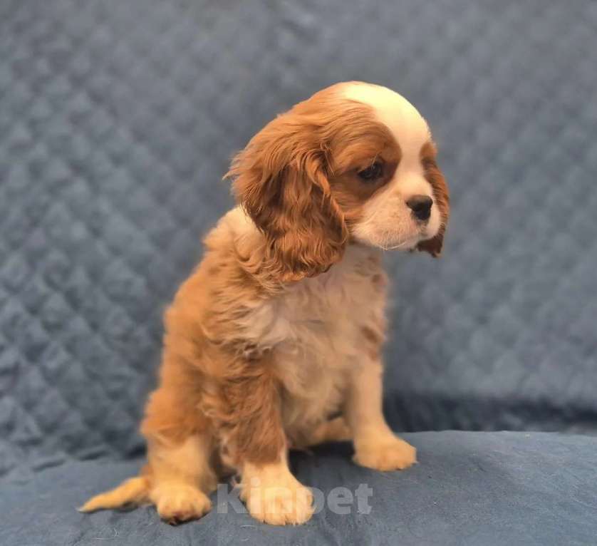 Собаки в Перми: Кавалер Кинг Чарльз спаниель, щенок Мальчик, Бесплатно - фото 2