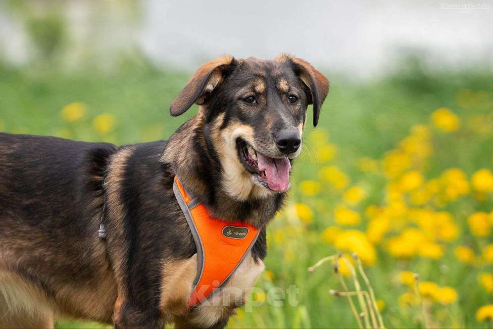 Собаки в Москве: Ариэль ищет свою любящую семью  Девочка, Бесплатно - фото 2