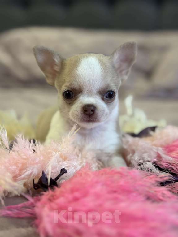 Собаки в Ярославле: Продаются щенки от родителей чемпионов с полным пакетом документов.  Девочка, 35 000 руб. - фото 6