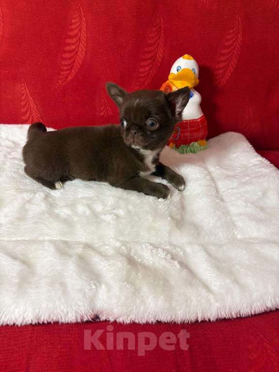 Собаки в Москве: Чихуахуа-   Роскошные  Барышни Девочка, 40 000 руб. - фото 1