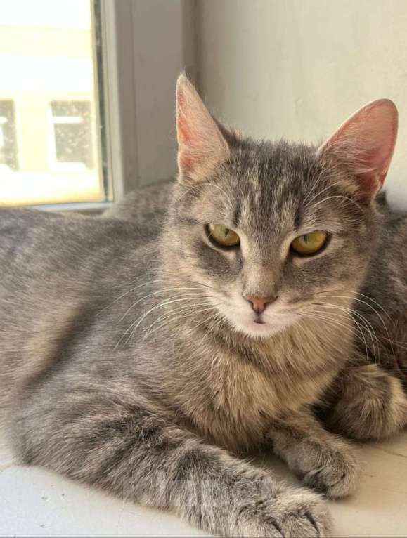 Кошки в Москве: Серо-дымчатая косенькая кошка Кося в дар Девочка, 1 руб. - фото 4