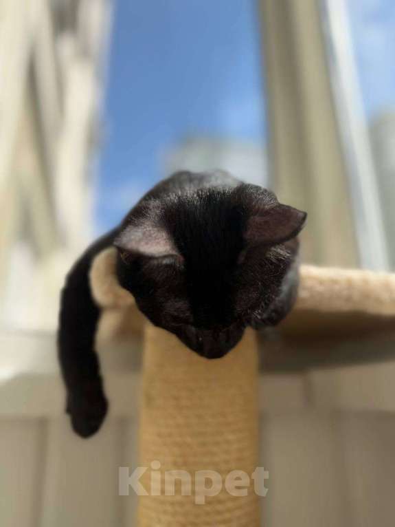 Кошки в Москве: Котенок Оська ищет дом Мальчик, Бесплатно - фото 5