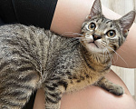Кошки в Котельнике: Котенок 4,5 месяца  Мальчик, Бесплатно - фото 2