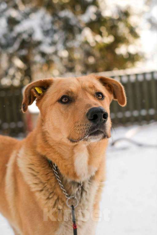 Собаки в Всеволожске: Рик мечтает стать домашним Мальчик, Бесплатно - фото 1