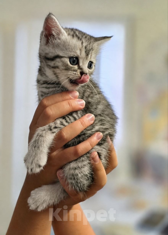 Кошки в Ижевске: Котята Разнополые, Бесплатно - фото 2