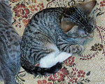 Кошки в Москве: Бенгальский котенок (метис) Лео, 10 месяцев, Бесплатно - фото 9