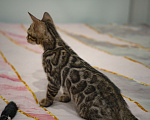 Кошки в Москве: Бенгальский котёнок Мальчик, 25 000 руб. - фото 2