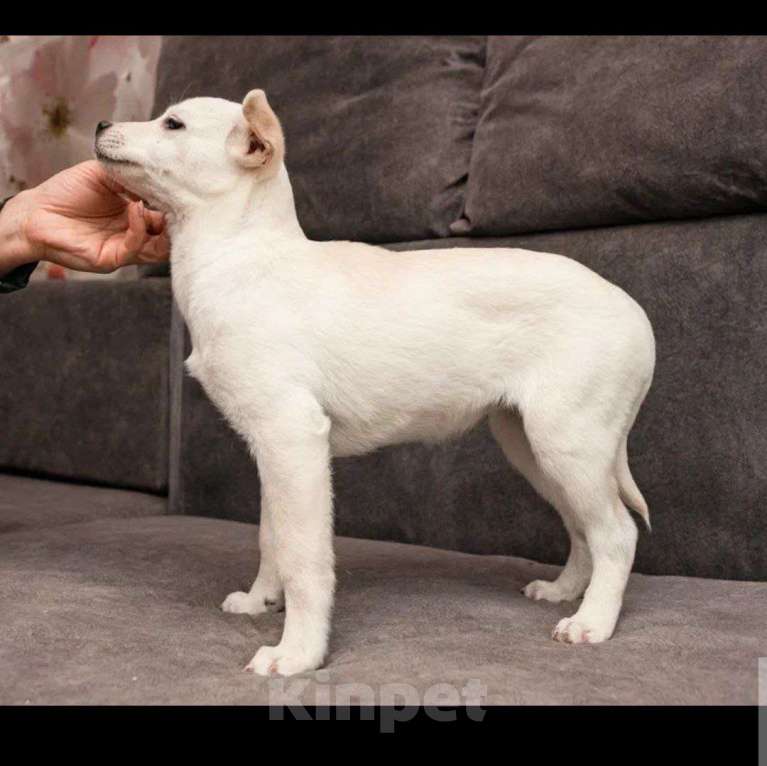 Собаки в Москве: Крошечка щенок Лялечка в добрые руки Девочка, Бесплатно - фото 5