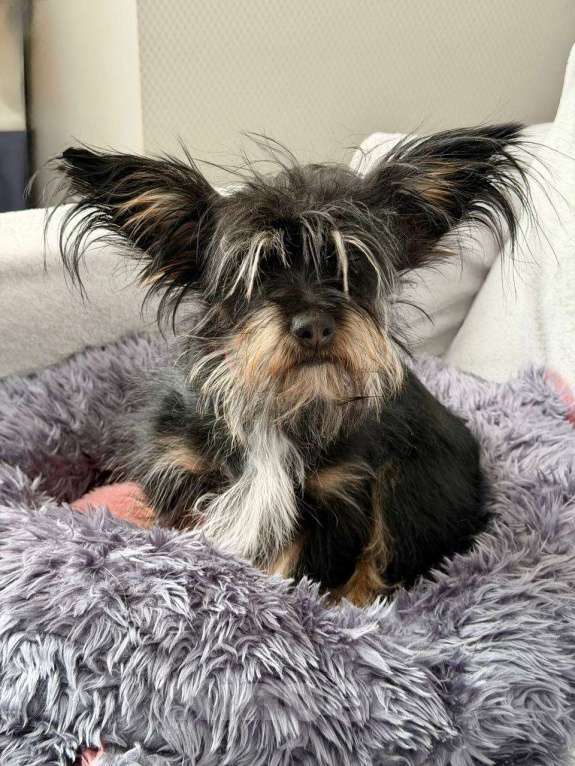 Собаки в Рузе: Эля в добрые руки Девочка, Бесплатно - фото 5