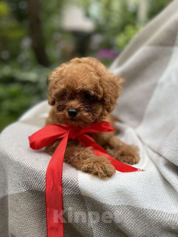 Собаки в Москве: Щенки мальтипу  Мальчик, 200 000 руб. - фото 4