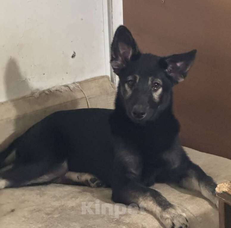 Собаки в Москве: Щенки в поиске дома! Срочно Мальчик, Бесплатно - фото 1