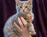 Кошки в Москве: Котеночек Шурочка ищет дом. Девочка, Бесплатно - фото 4