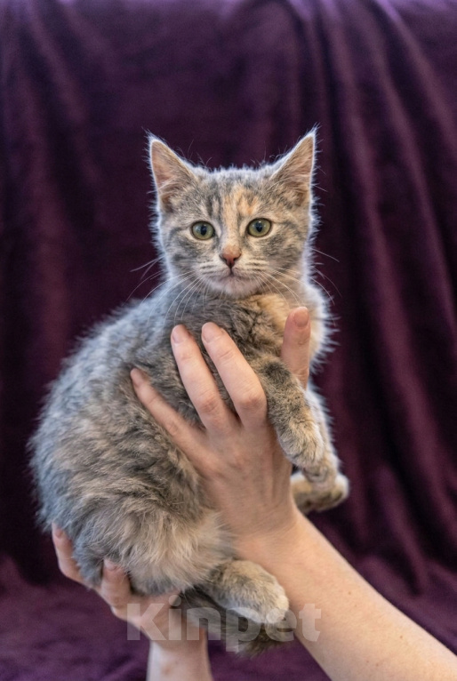 Кошки в Москве: Котеночек Шурочка ищет дом. Девочка, Бесплатно - фото 4