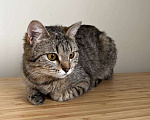Кошки в Москве: Самая классная кошка и точка Девочка, Бесплатно - фото 1