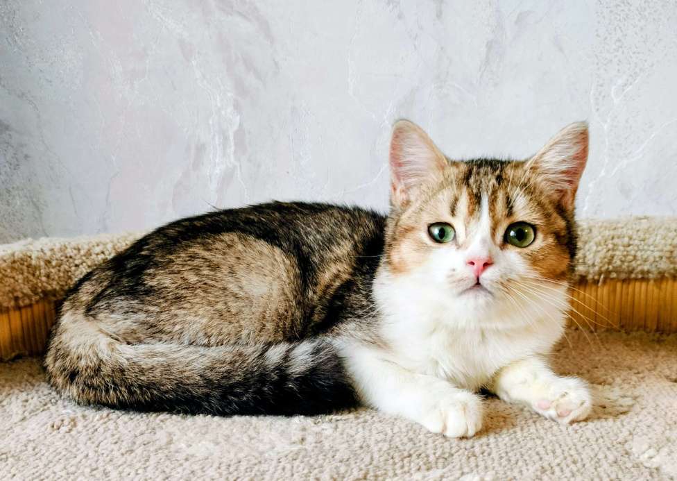 Кошки в Воронеже: Британская девочка Девочка, 25 000 руб. - фото 1