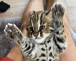 Кошки в Санкт-Петербурге: Амурский леопардовый кот. Мальчик Мальчик, 150 000 руб. - фото 2