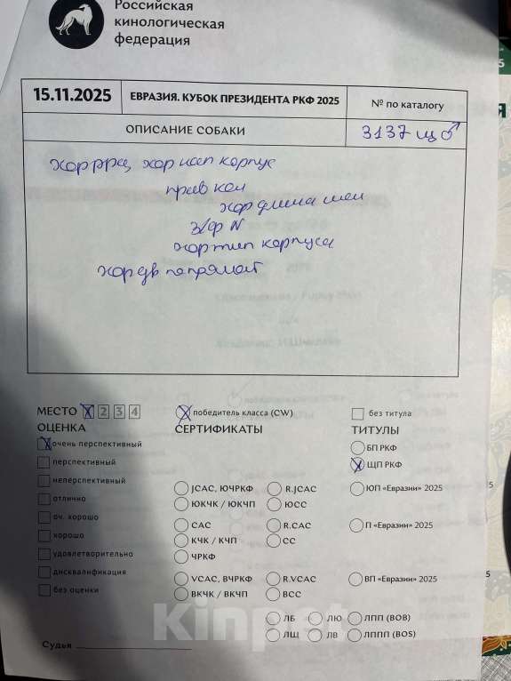 Собаки в Москве: Щенок победитель РКФ Мальчик, 130 000 руб. - фото 9