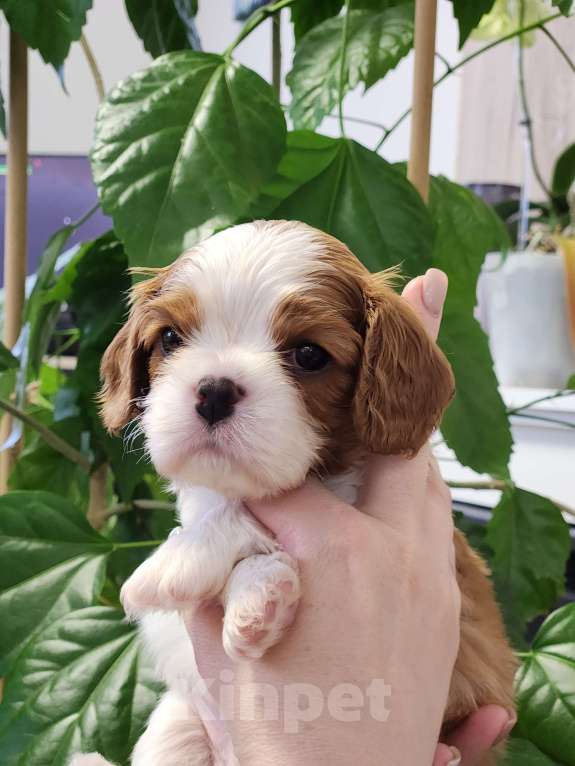 Собаки в Анапе: Синяя лента  Мальчик, 80 000 руб. - фото 2