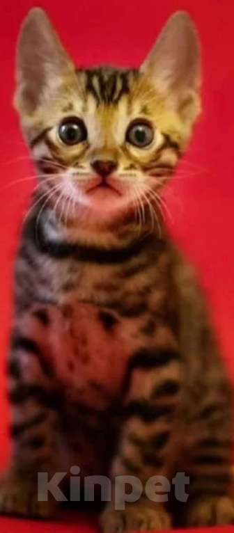 Кошки в Лыткарино: Бенгальский мальчик Майбах 3 мес  Мальчик, 30 000 руб. - фото 2