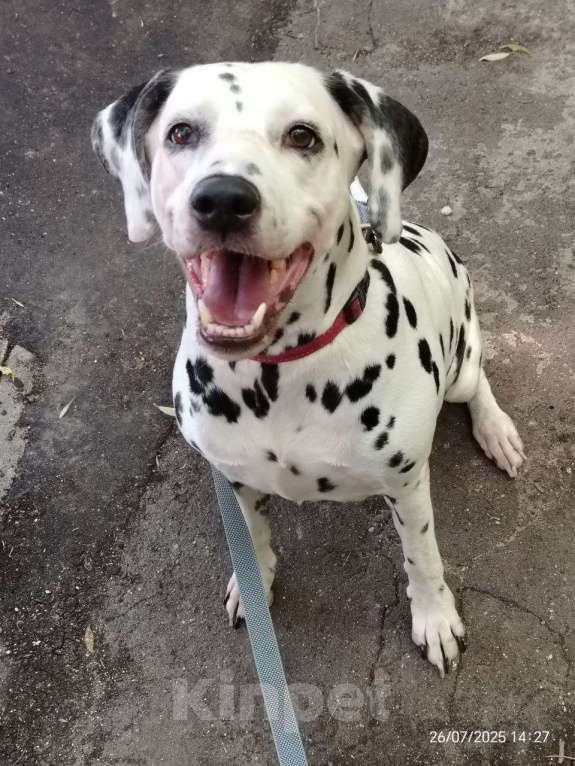 Собаки в Москве: Гера далматинка ищет дом Девочка, Бесплатно - фото 3