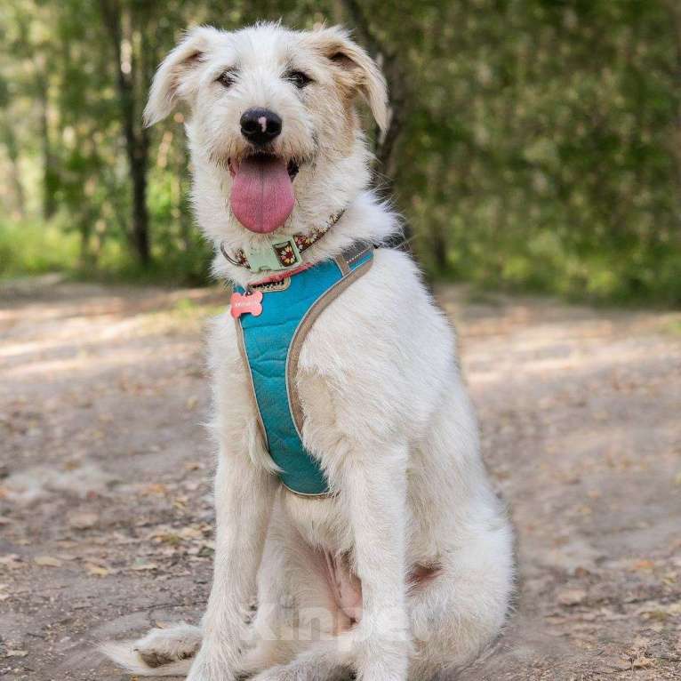 Собаки в Москве: Плюша Девочка, Бесплатно - фото 4