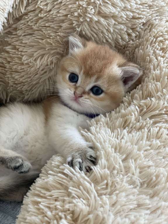 Кошки в Москве: Золотая шиншила Девочка, 35 000 руб. - фото 5