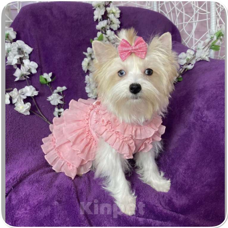 Собаки в Москве: Йоркширский терьер белый девочка голубоглазая Девочка, 120 000 руб. - фото 1