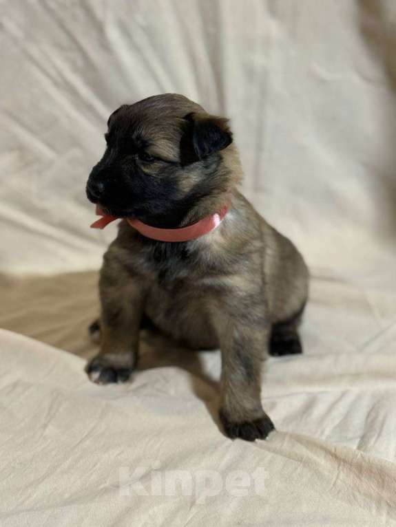 Собаки в Кировске: Ищем ответственных хозяев для замечательных щенят Мальчик, Бесплатно - фото 2