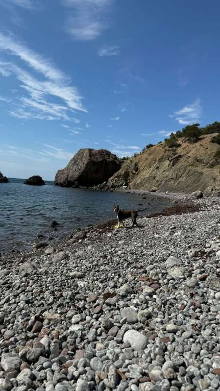 Собаки в Балашихе: Американский стаффордширский терьер Мальчик, Бесплатно - фото 5