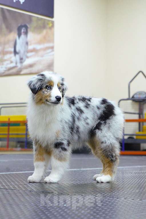 Собаки в других городах Владимирской области: щенок австралийской овчарки Девочка, 120 000 руб. - фото 4