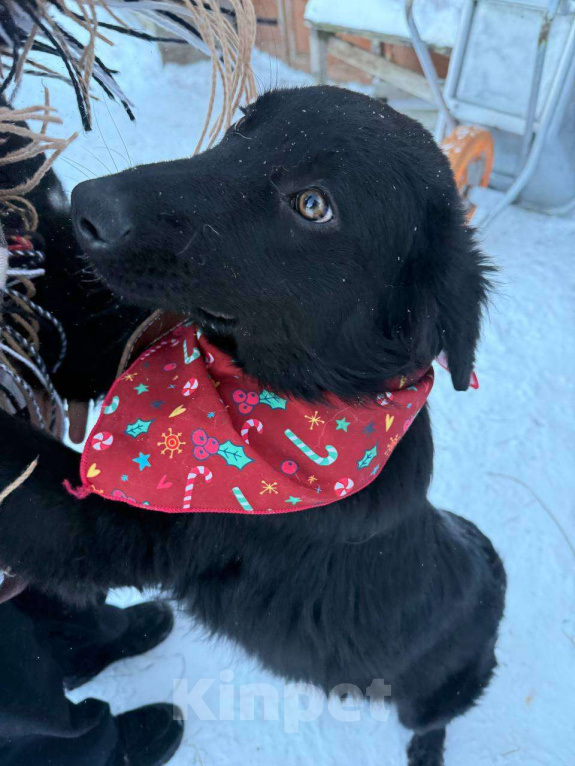 Собаки в Москве: Ваш личный Сириус Блэк Мальчик, Бесплатно - фото 5