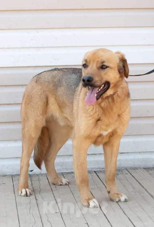 Собаки в Москве: Гризли. С особой нежностью о нем Мальчик, 1 руб. - фото 3