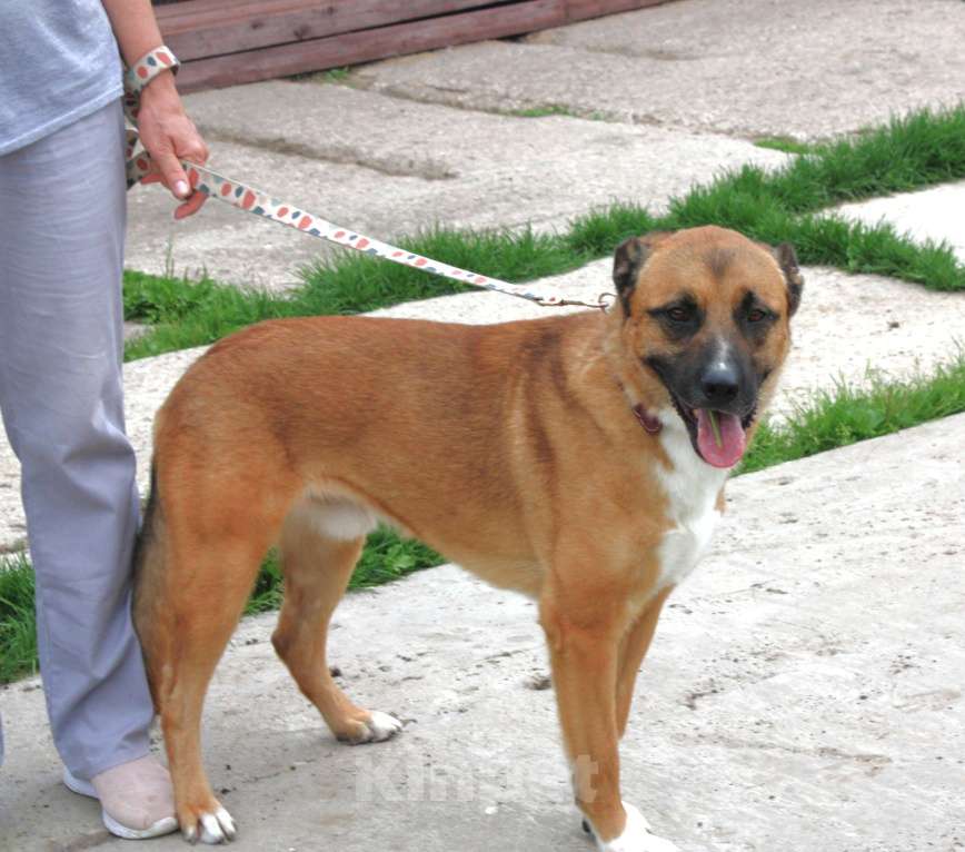 Собаки в Москве: Тоша очень хочет стать домашним Мальчик, Бесплатно - фото 2